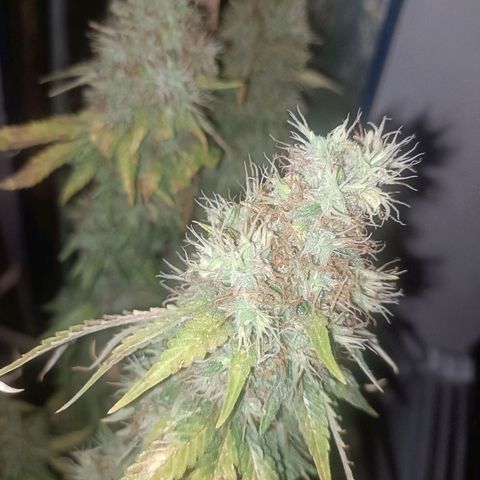 King - Amnesia Lemon growlog timeline photo