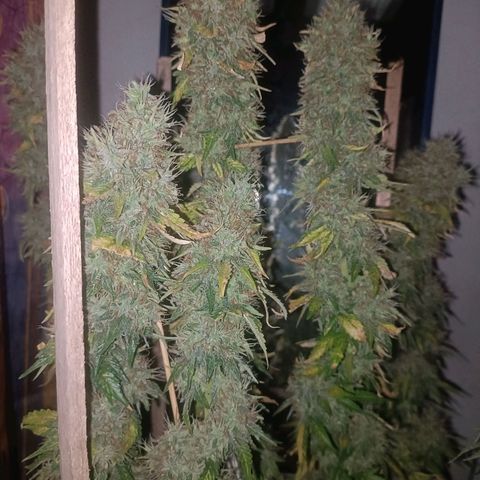 King - Amnesia Lemon growlog timeline photo