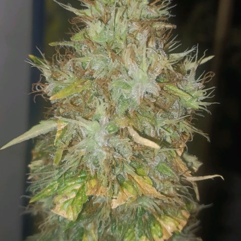 King - Amnesia Lemon growlog timeline photo