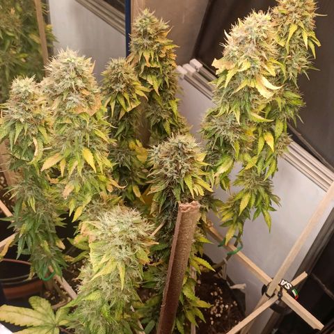 King - Amnesia Lemon growlog timeline photo
