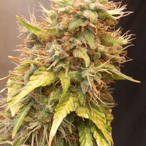 King - Amnesia Lemon growlog timeline photo