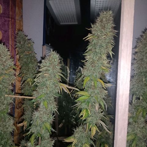 King - Amnesia Lemon growlog timeline photo
