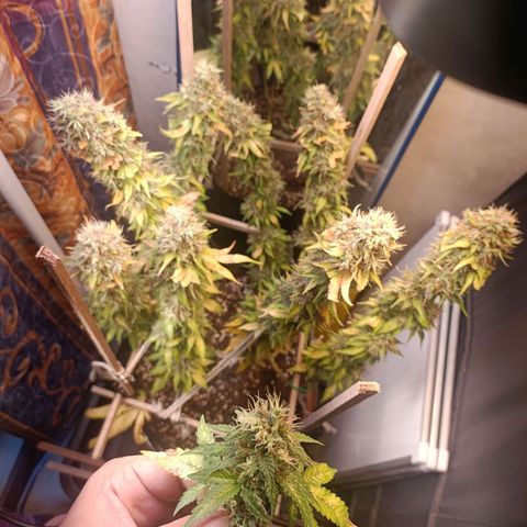 King - Amnesia Lemon growlog timeline photo