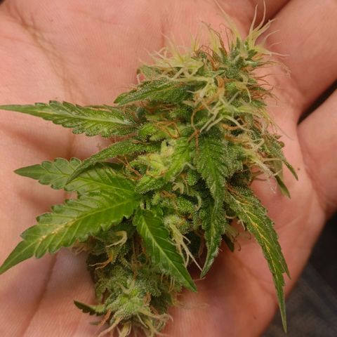 King - Amnesia Lemon growlog timeline photo
