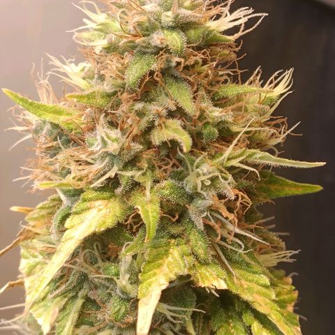 King - Amnesia Lemon growlog timeline photo