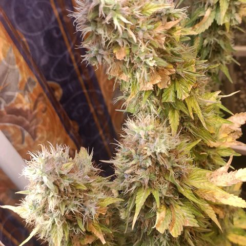 King - Amnesia Lemon growlog timeline photo
