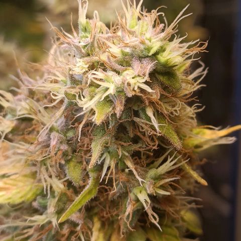 King - Amnesia Lemon growlog timeline photo