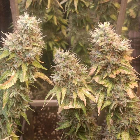 King - Amnesia Lemon growlog timeline photo