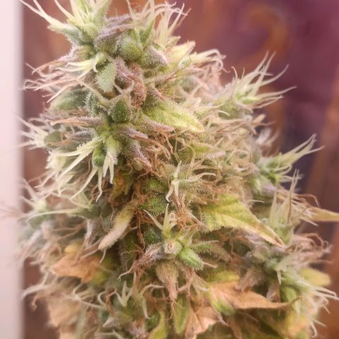 King - Amnesia Lemon growlog timeline photo