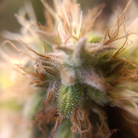 King - Amnesia Lemon growlog timeline photo