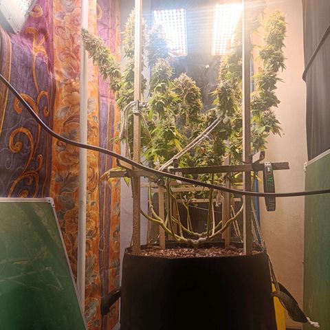 King - Amnesia Lemon growlog timeline photo