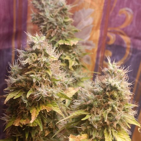 King - Amnesia Lemon growlog timeline photo