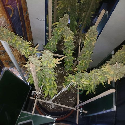 King - Amnesia Lemon growlog timeline photo