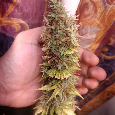 King - Amnesia Lemon growlog timeline photo