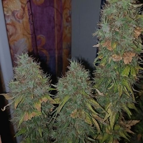King - Amnesia Lemon growlog timeline photo