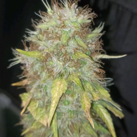 King - Amnesia Lemon growlog timeline photo