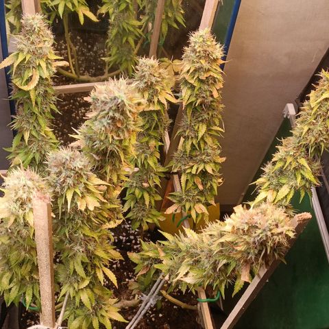 King - Amnesia Lemon growlog timeline photo