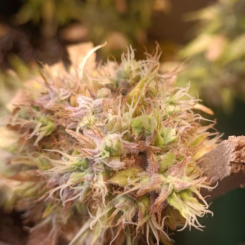 King - Amnesia Lemon growlog timeline photo