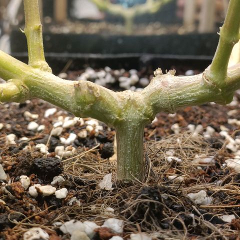 King - Amnesia Lemon growlog timeline photo