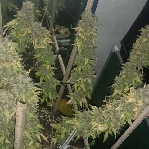 King - Amnesia Lemon growlog timeline photo