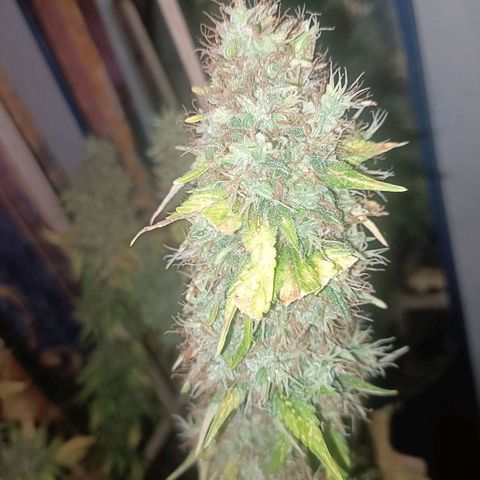 King - Amnesia Lemon growlog timeline photo