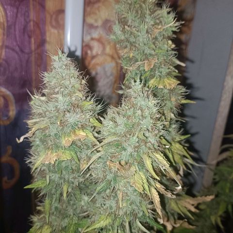 King - Amnesia Lemon growlog timeline photo