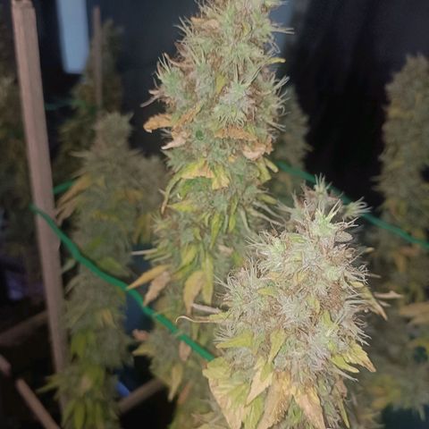 King - Amnesia Lemon growlog timeline photo