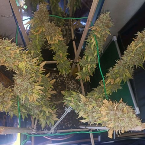 King - Amnesia Lemon growlog timeline photo