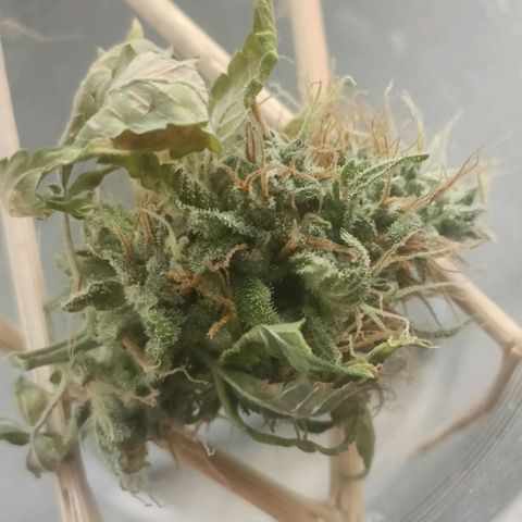 King - Amnesia Lemon growlog timeline photo