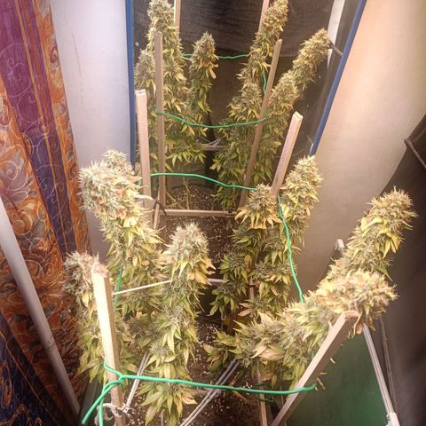 King - Amnesia Lemon growlog timeline photo