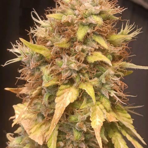 King - Amnesia Lemon growlog timeline photo