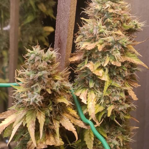 King - Amnesia Lemon growlog timeline photo