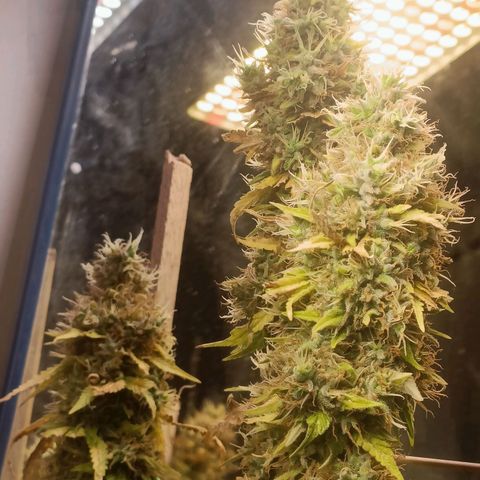 King - Amnesia Lemon growlog timeline photo