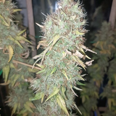 King - Amnesia Lemon growlog timeline photo