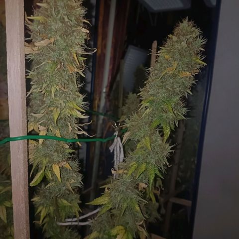 King - Amnesia Lemon growlog timeline photo