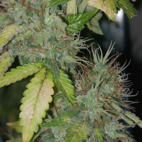 King - Amnesia Lemon growlog timeline photo