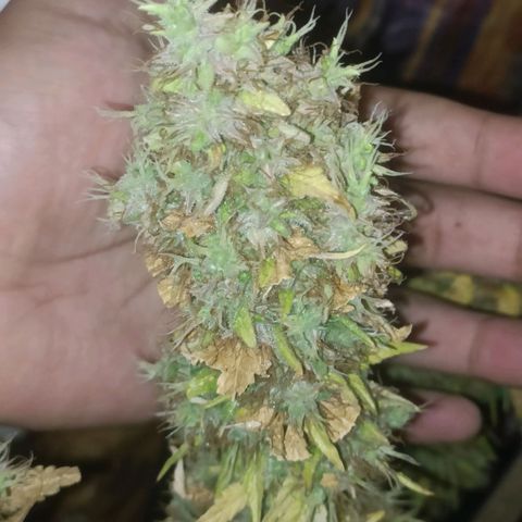 King - Amnesia Lemon growlog timeline photo