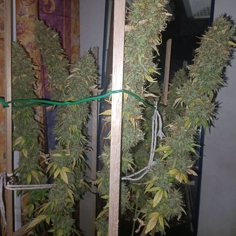 King - Amnesia Lemon growlog timeline photo