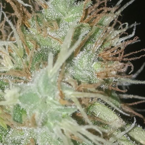 King - Amnesia Lemon growlog timeline photo