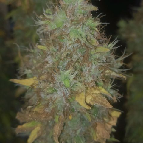 King - Amnesia Lemon growlog timeline photo