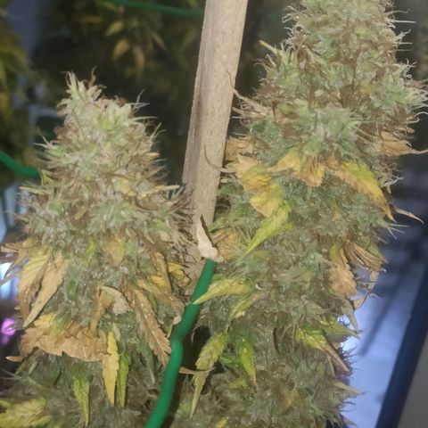 King - Amnesia Lemon growlog timeline photo