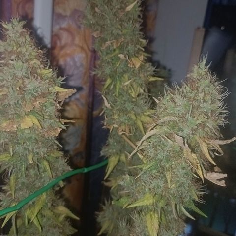 King - Amnesia Lemon growlog timeline photo