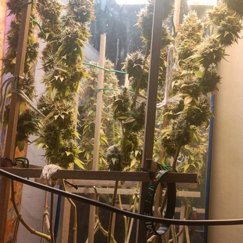 King - Amnesia Lemon growlog timeline photo