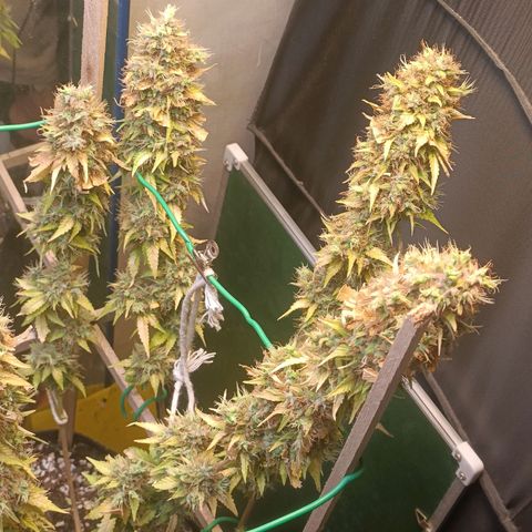 King - Amnesia Lemon growlog timeline photo