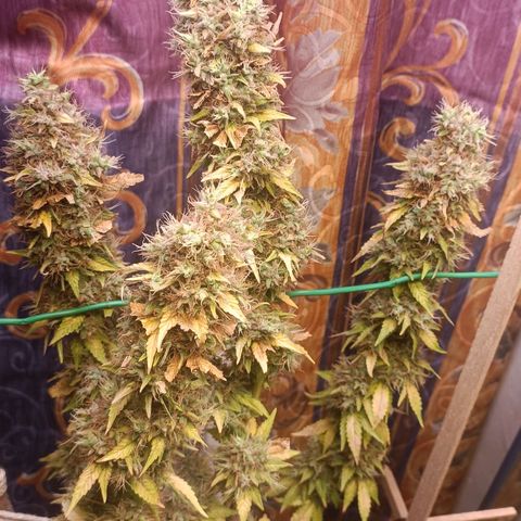 King - Amnesia Lemon growlog timeline photo