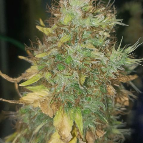 King - Amnesia Lemon growlog timeline photo