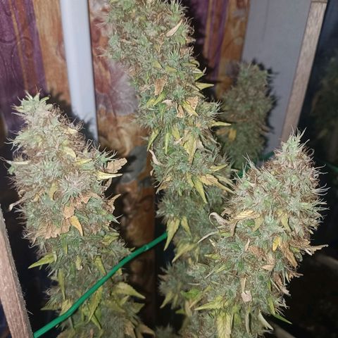 King - Amnesia Lemon growlog timeline photo
