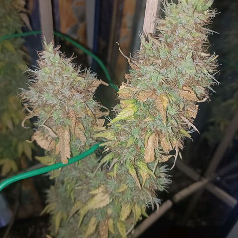 King - Amnesia Lemon growlog timeline photo