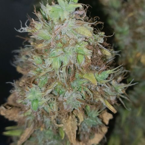 King - Amnesia Lemon growlog timeline photo