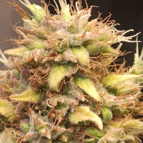 King - Amnesia Lemon growlog timeline photo